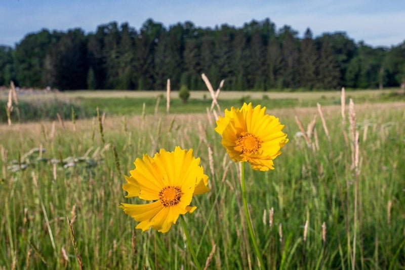 Two bright yellow flowers growing tall against the backdrop of grassland in Chatham Township, New Jersey
