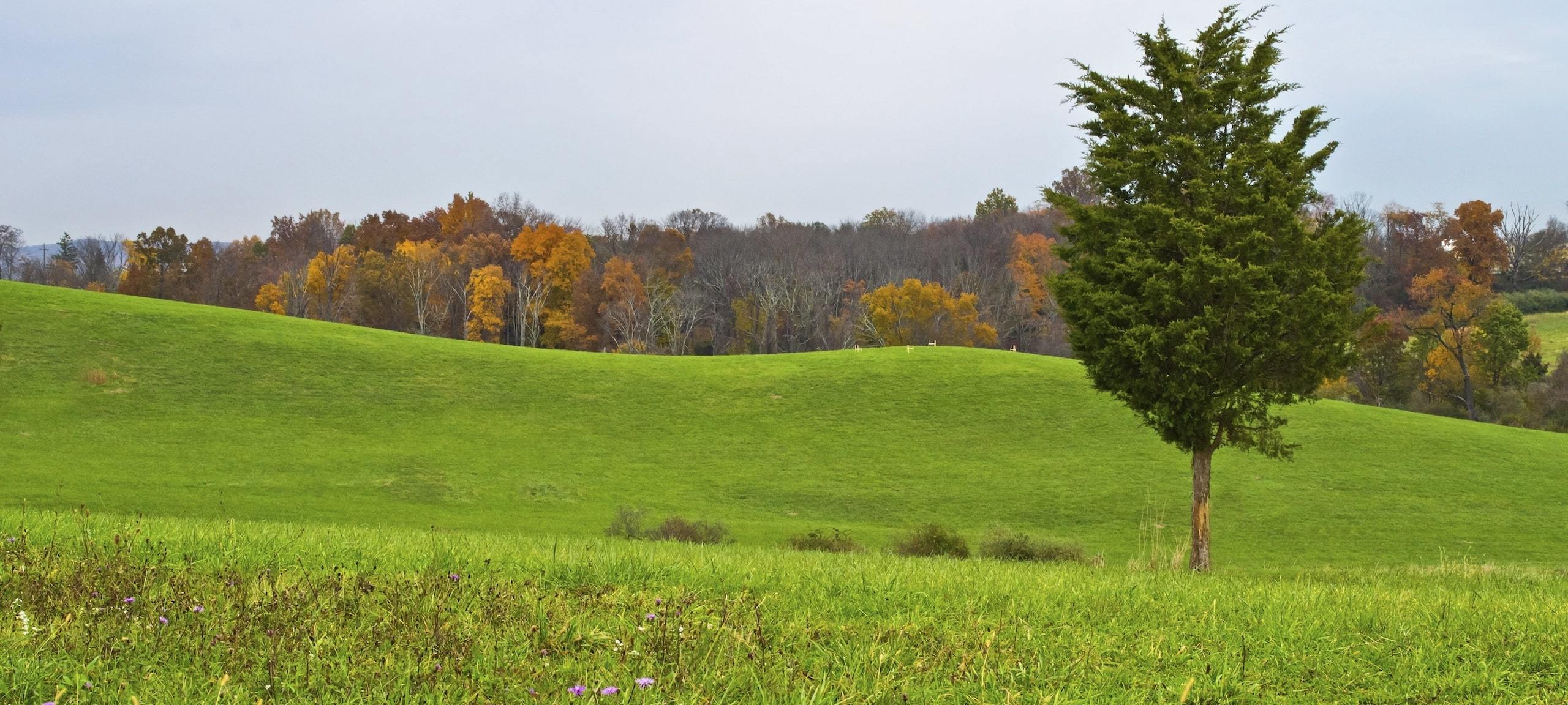A single pine tree against a rolling green hill Autumn landscape in New Jersey.